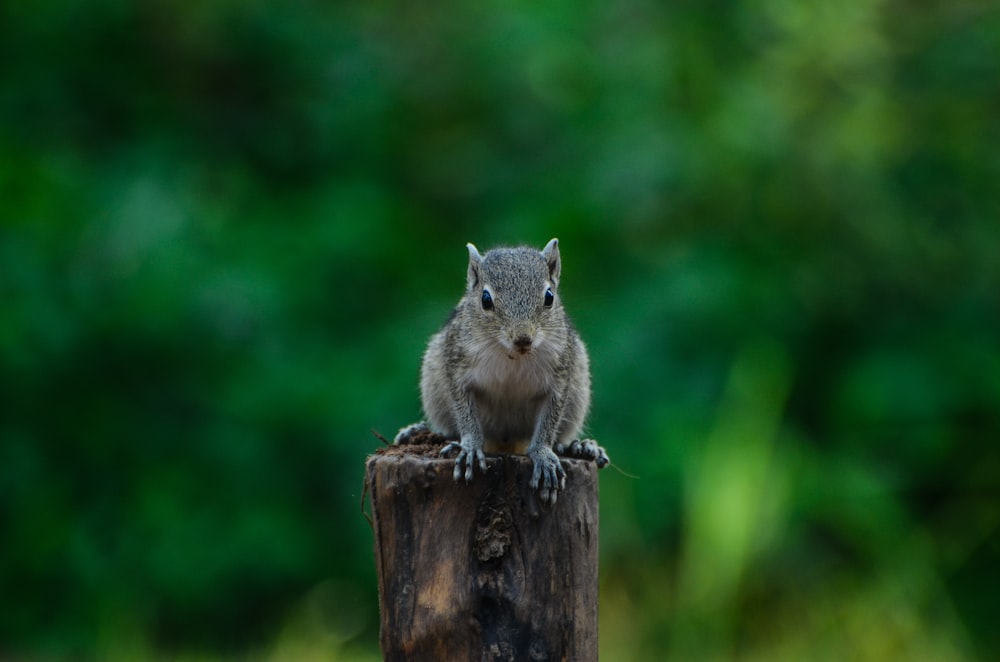 a squirrel sitting on top of a wooden post