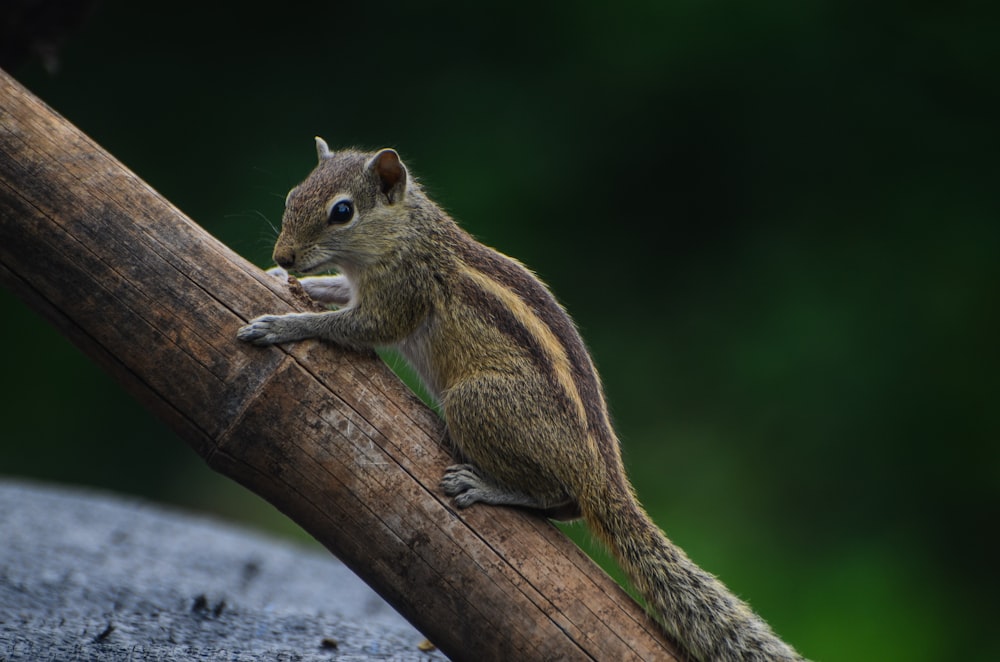 a small squirrel sitting on top of a tree branch