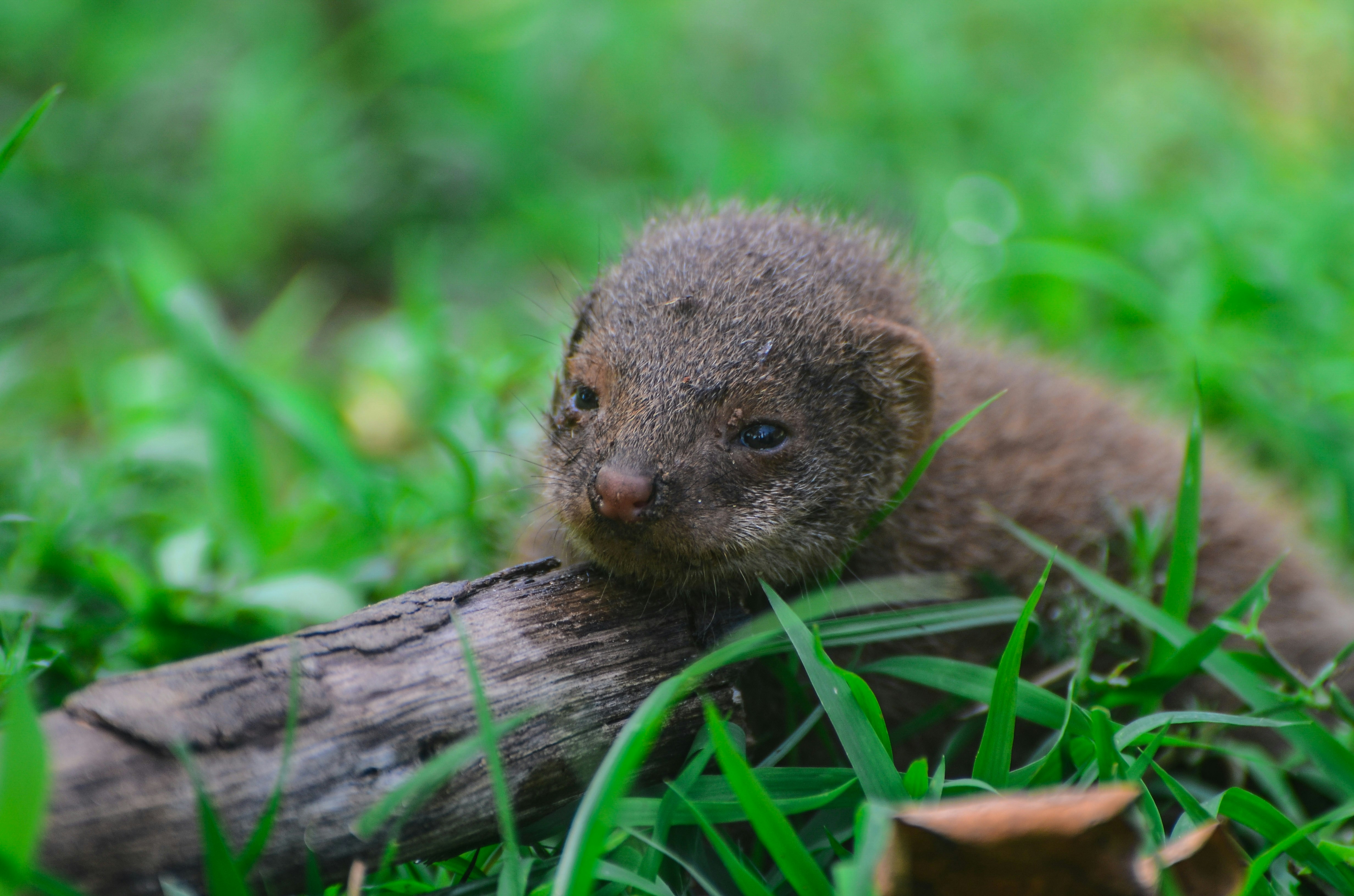 Photo by ramkumar810