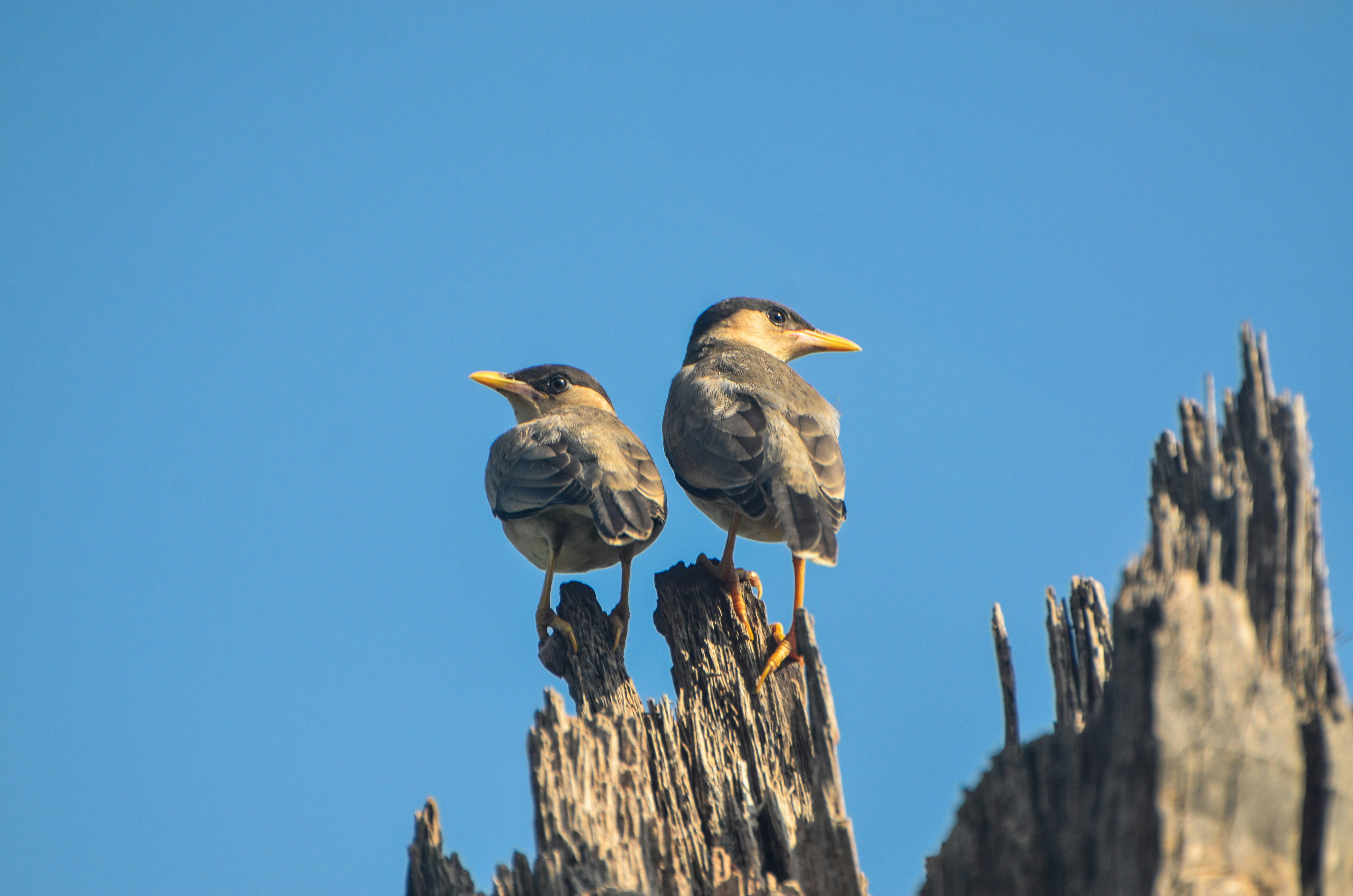 Photo by ramkumar810