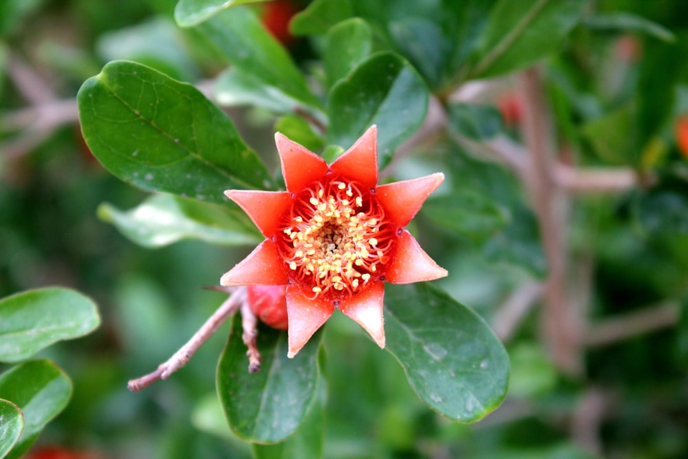 a close up of a flower on a tree