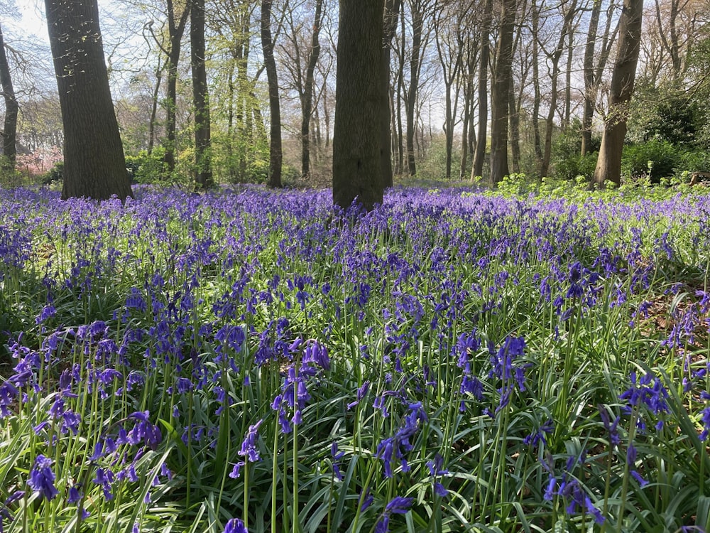a field of bluebells in a wooded area