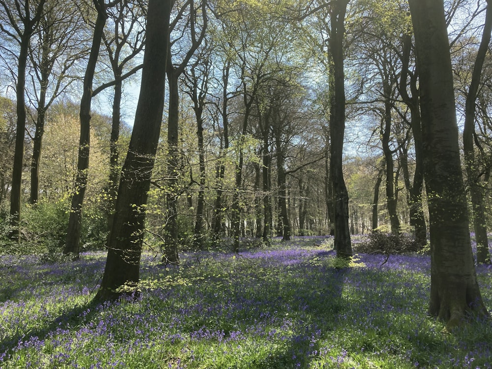 a forest filled with lots of trees and purple flowers