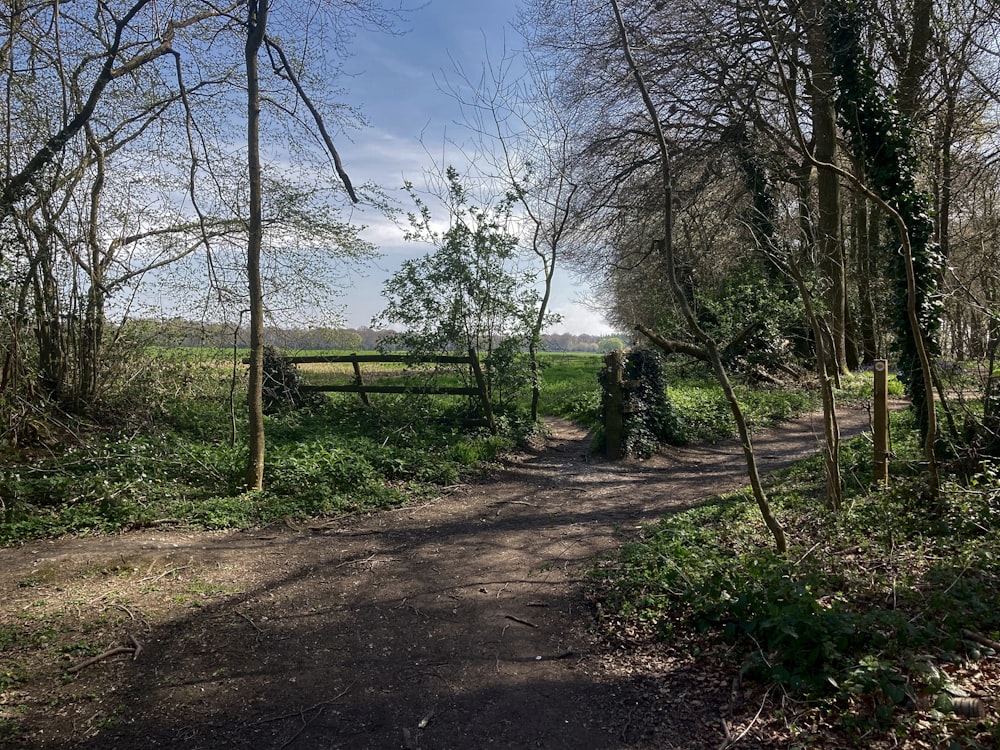 a dirt road surrounded by trees and grass