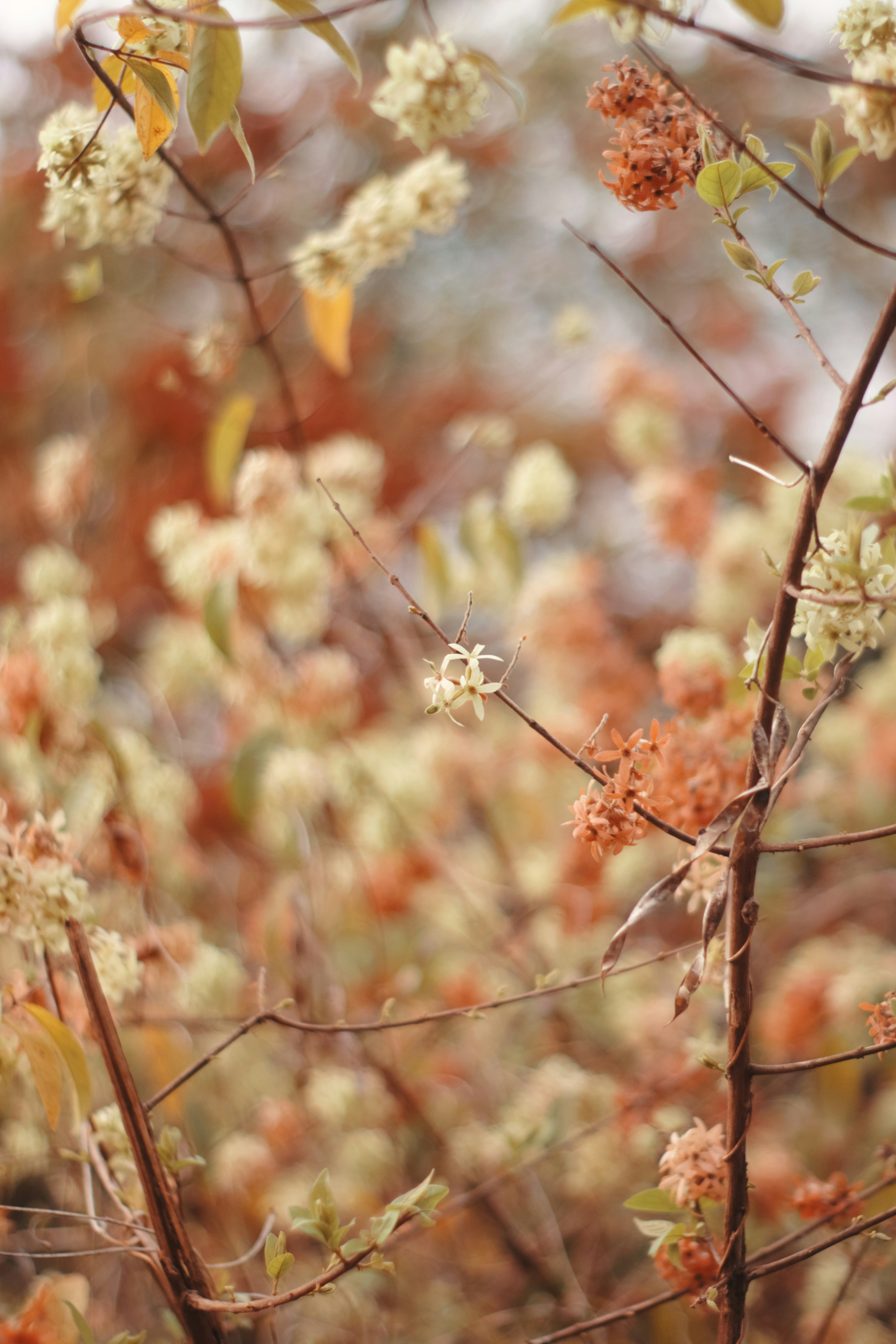 Photo by niranjan_photographs