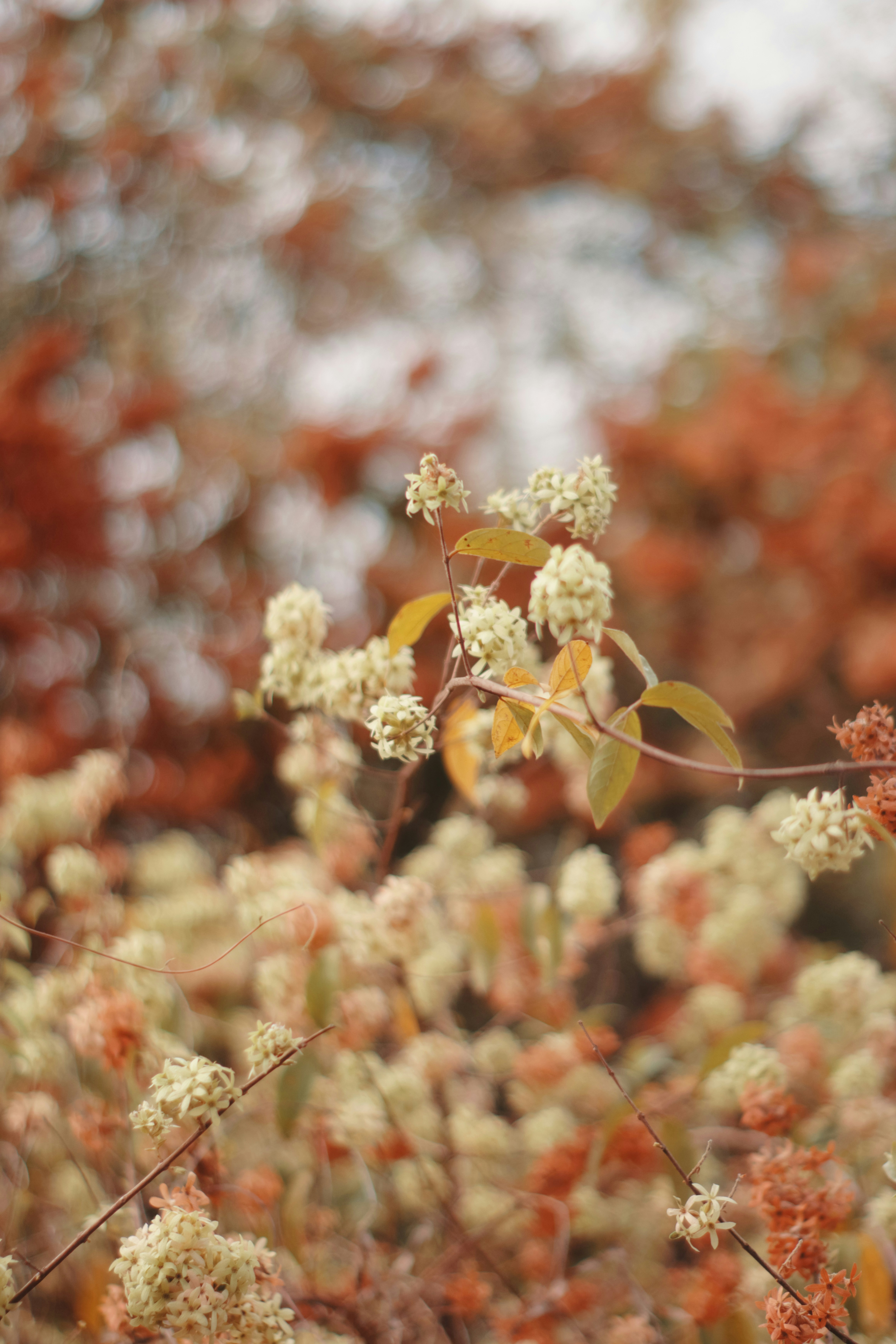 Photo by niranjan_photographs