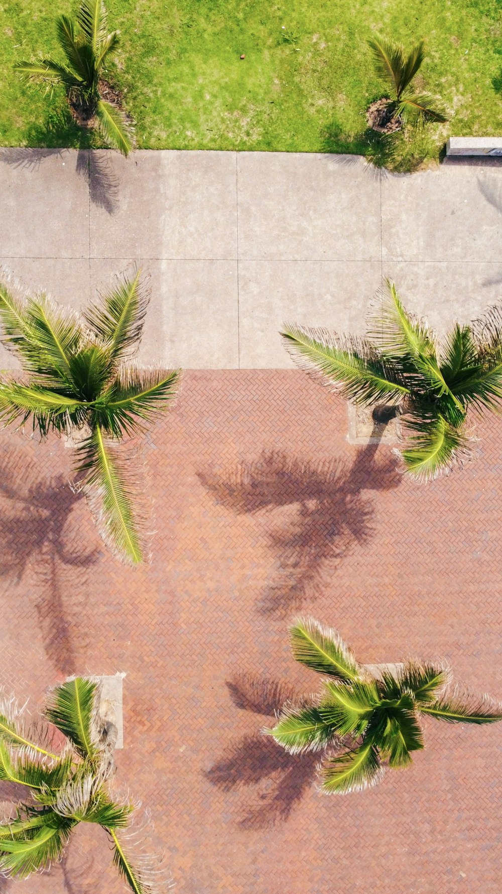 a group of palm trees next to a sidewalk