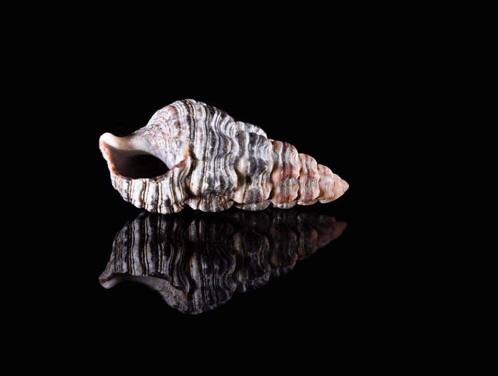 a sea shell on a black background