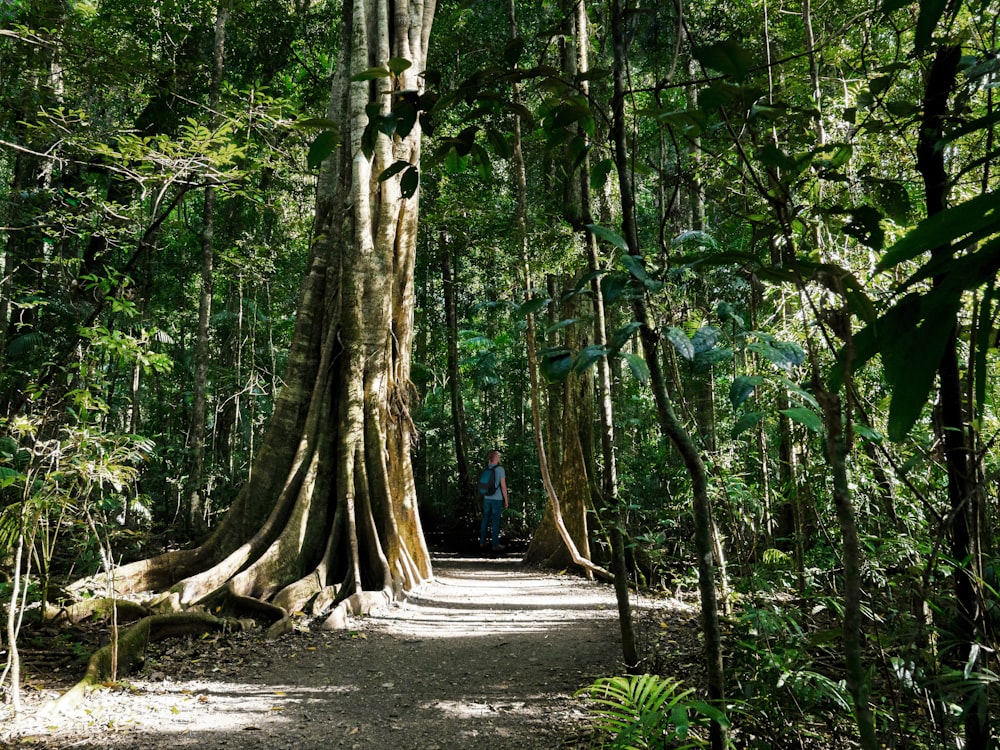 a dirt path in the middle of a forest