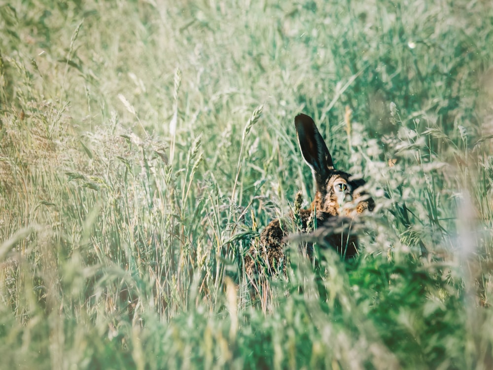 a bird is sitting in the tall grass