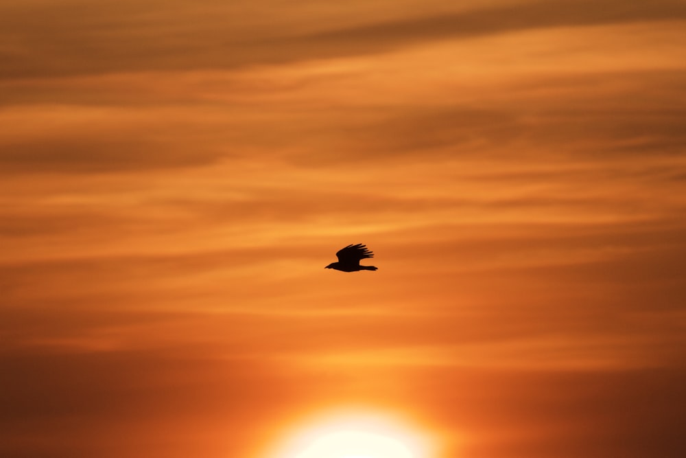 a bird flying in the sky at sunset