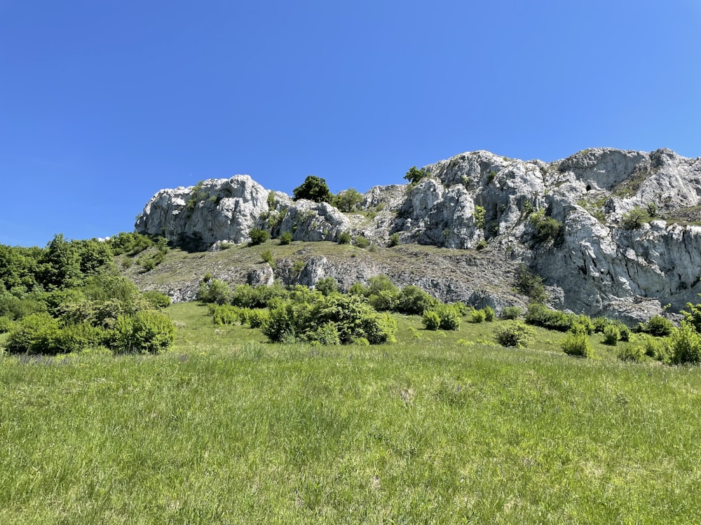 a grassy field with a mountain in the background