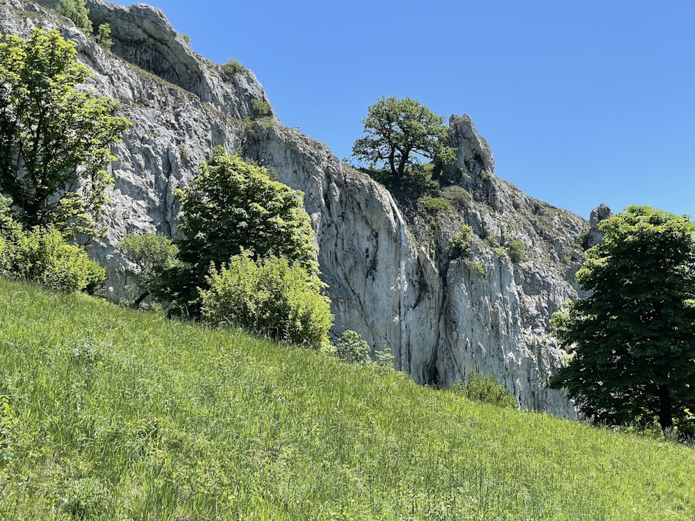 ein grasbewachsener Hügel mit Bäumen an der Seite