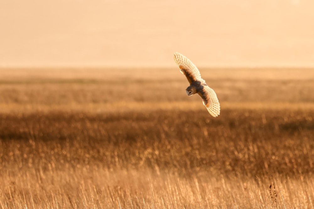 a bird flying over a dry grass field