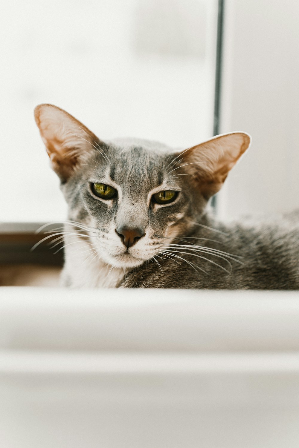 a cat sitting in a window sill looking at the camera