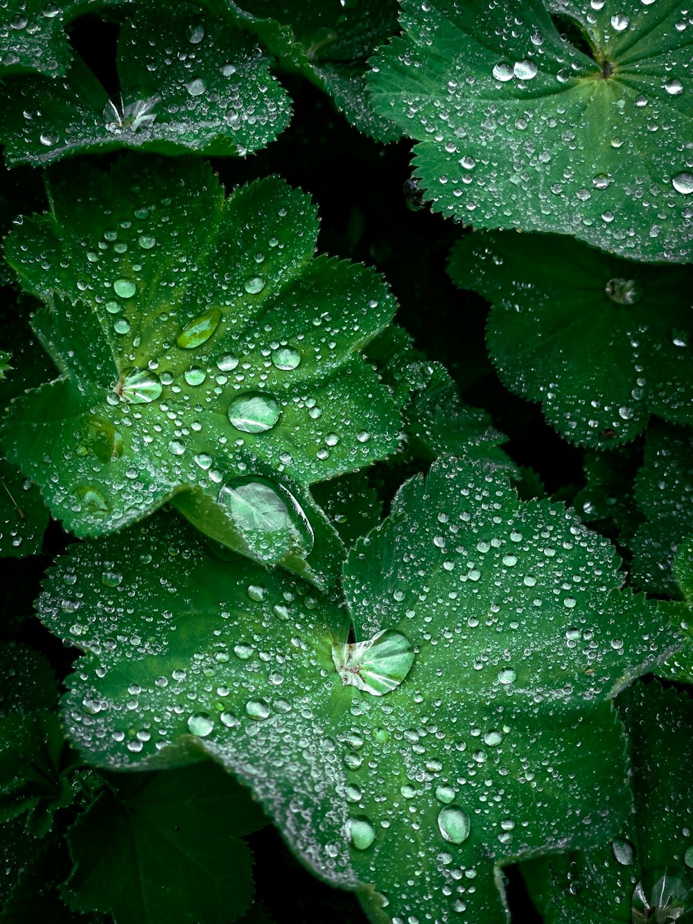 green leaves with water droplets on them