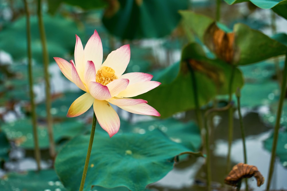 a yellow and pink flower sitting on top of green leaves