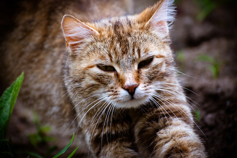 a close up of a cat walking in the grass