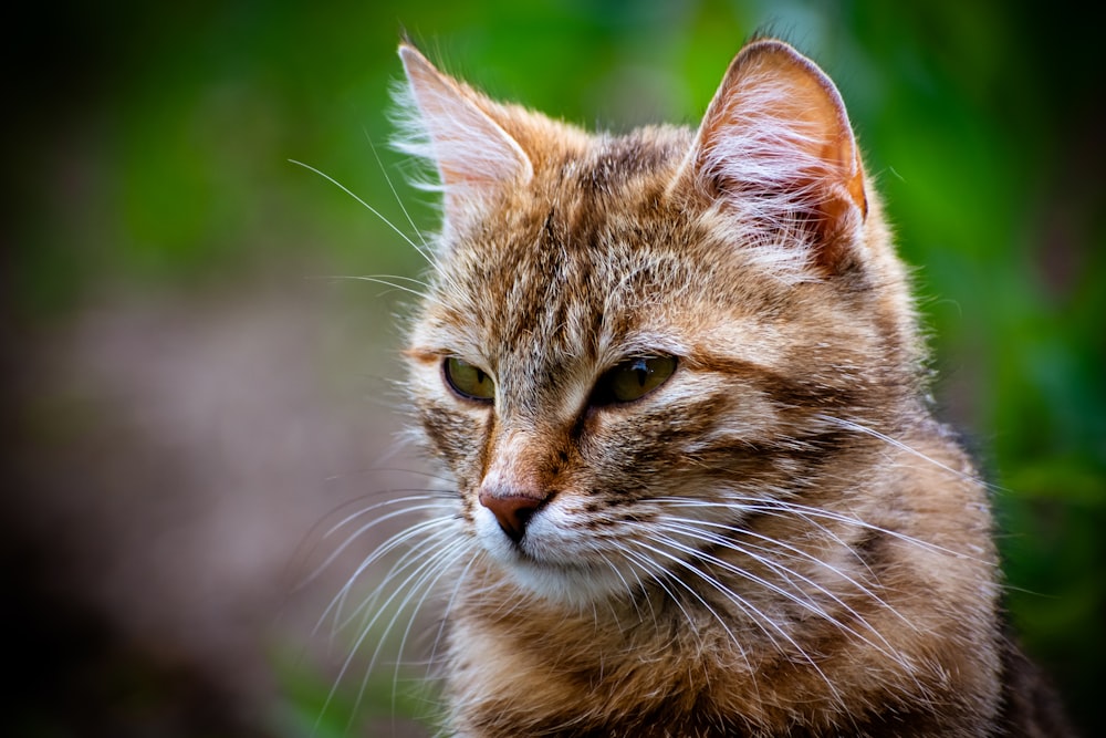 a close up of a cat with a blurry background