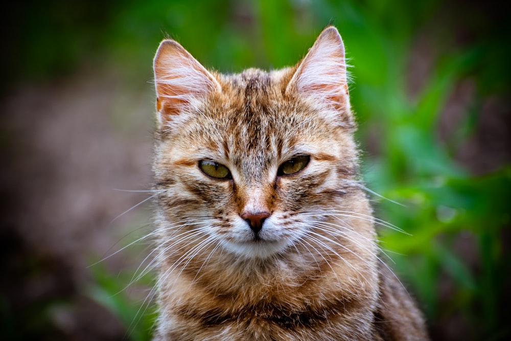 a close up of a cat with a blurry background