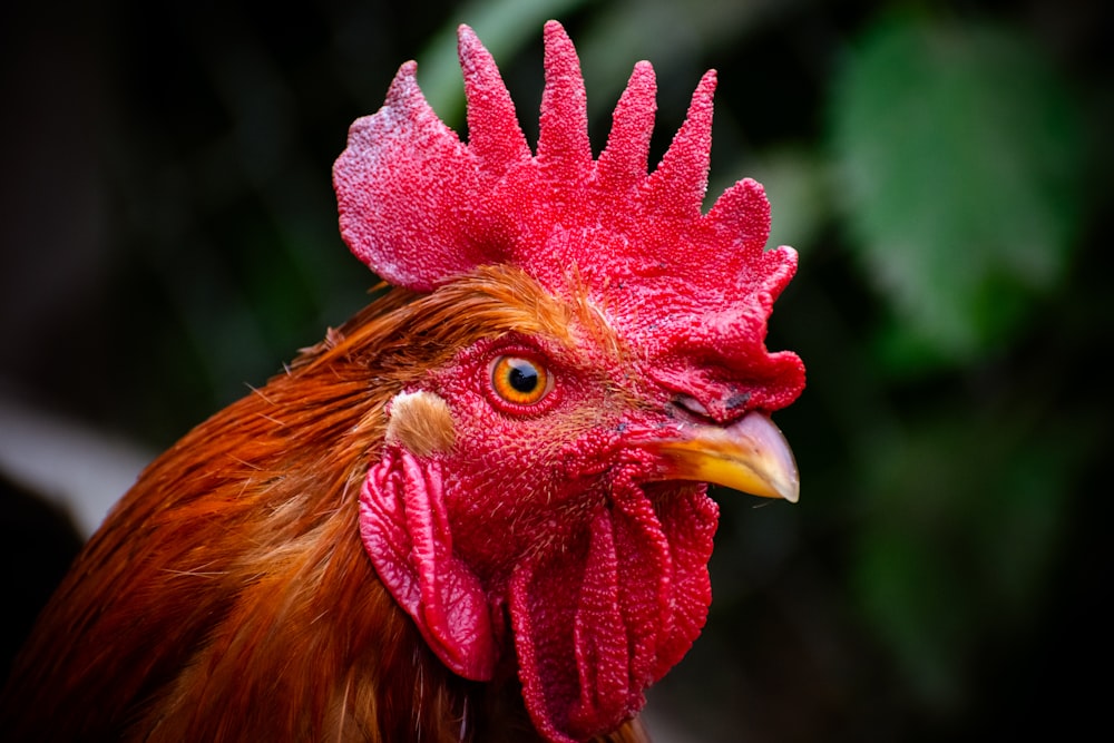 a close up of a red rooster with a black background
