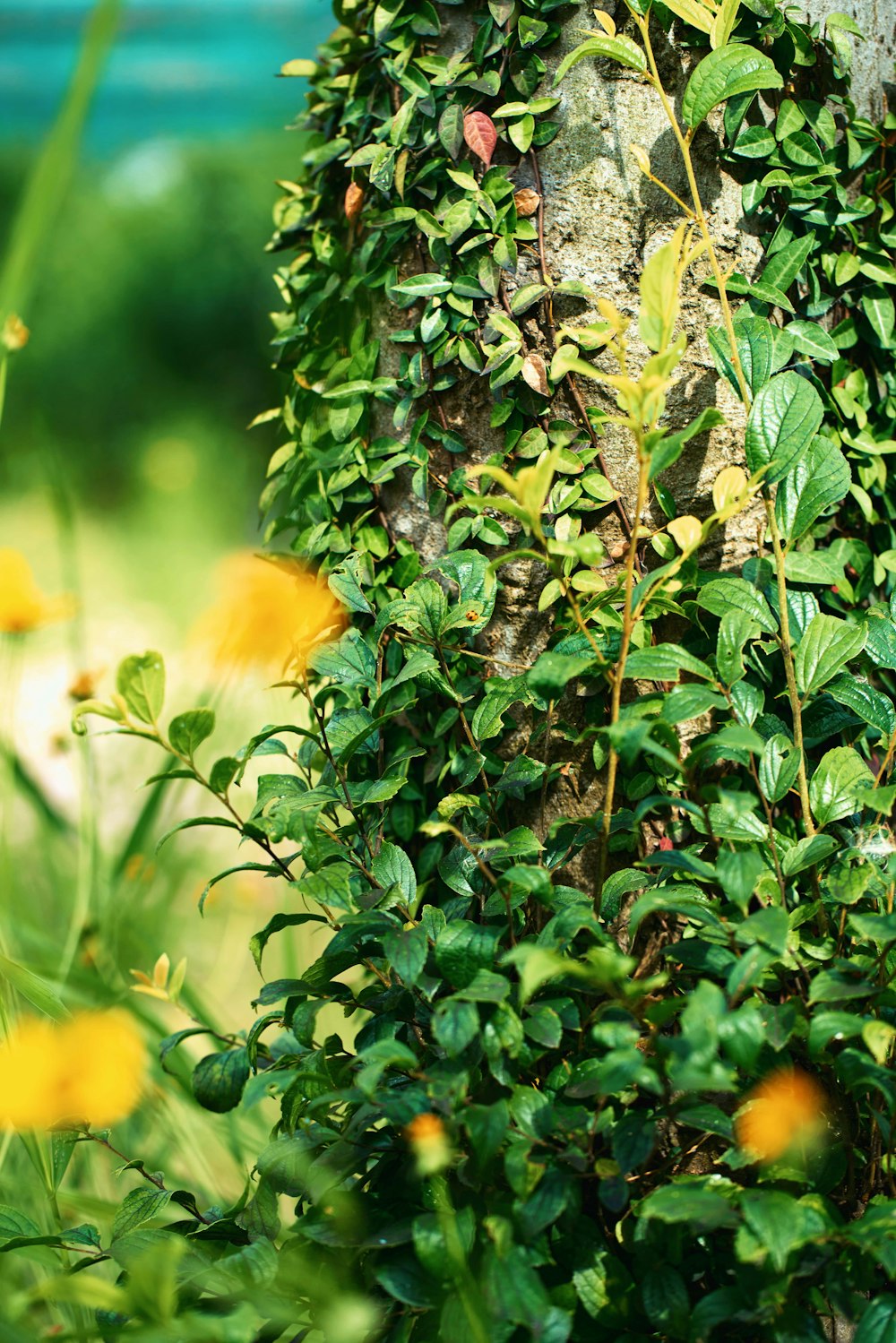 a close up of a tree with green leaves