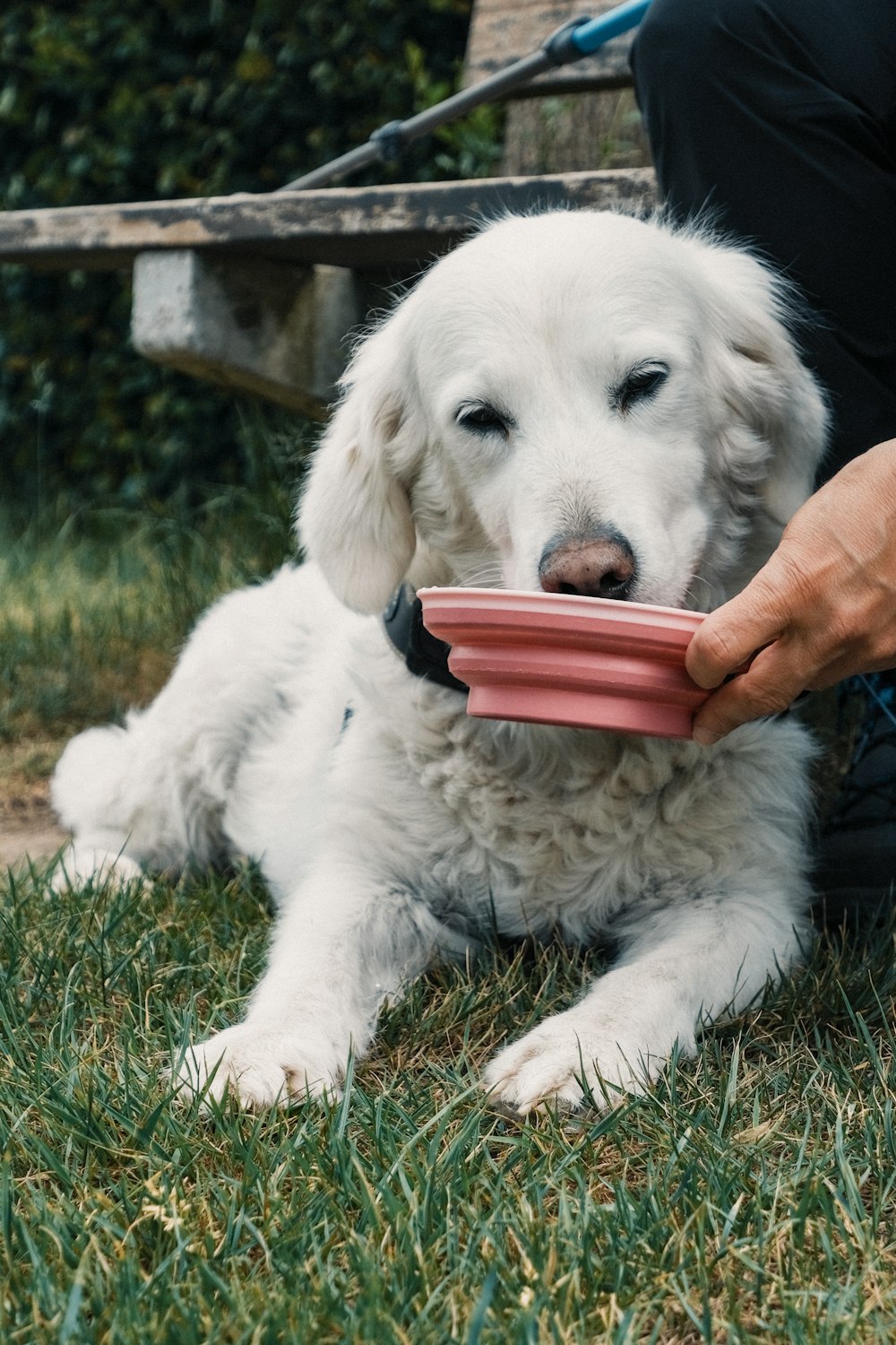 a white dog holding a pink bowl in its mouth