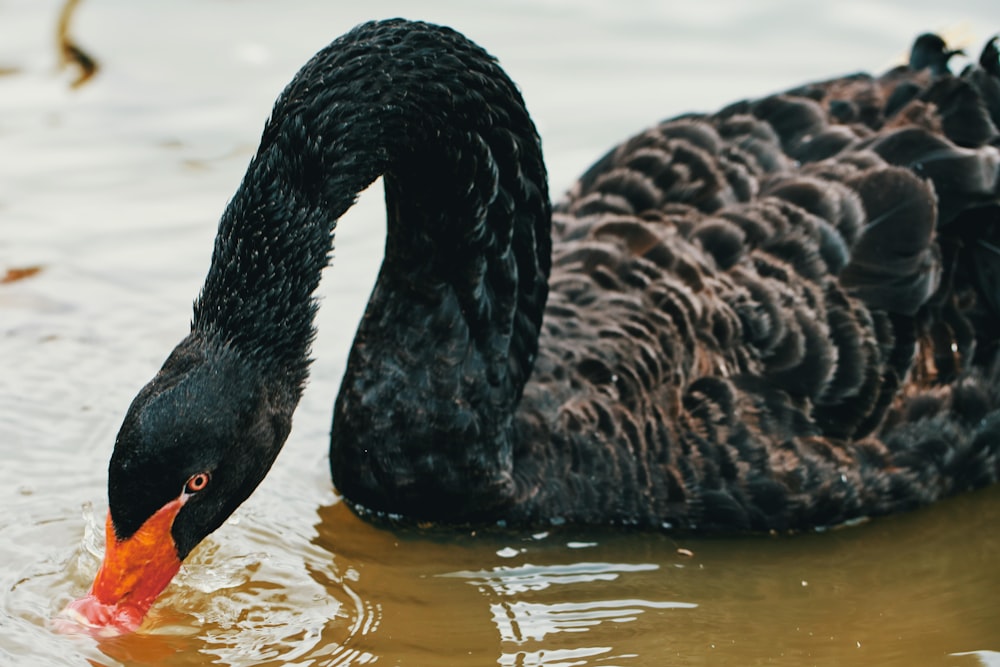 a black swan is swimming in the water