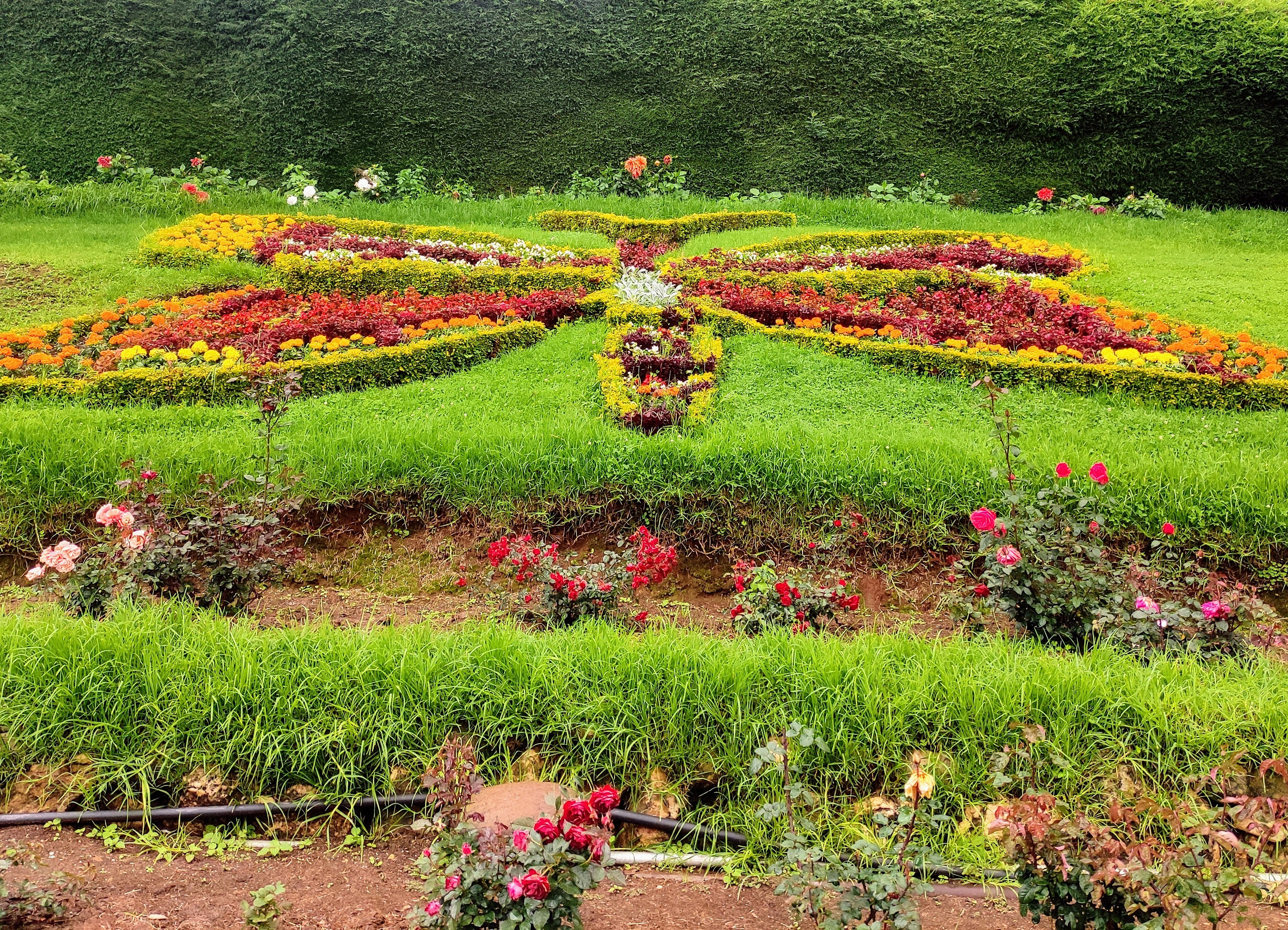 Read more about the article I Accidentally Created a Butterfly Garden While Trying to Kill Weeds
