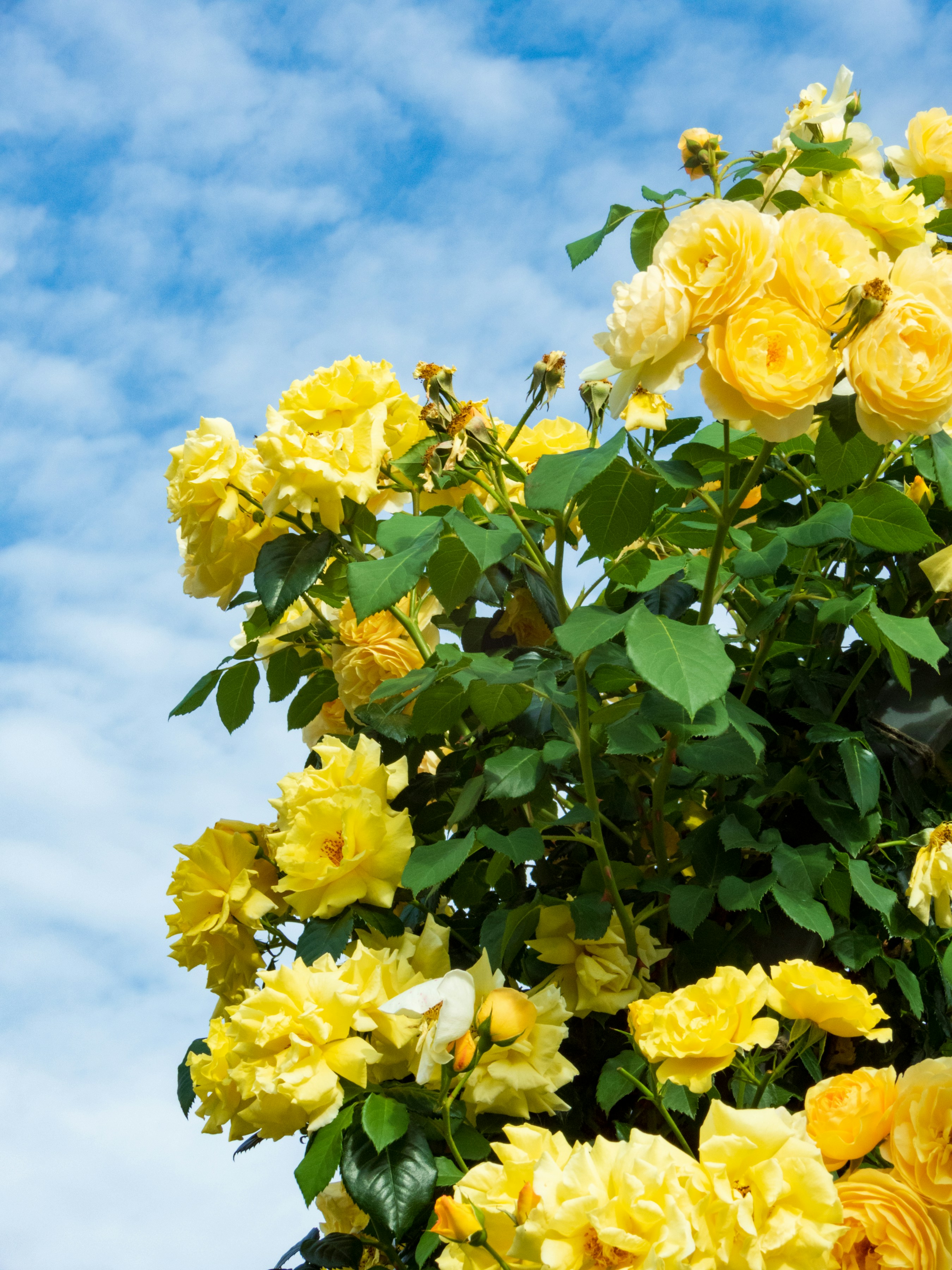Vibrant yellow roses bloom on a leafy vine against a clear blue sky, photographed in bright daylight.