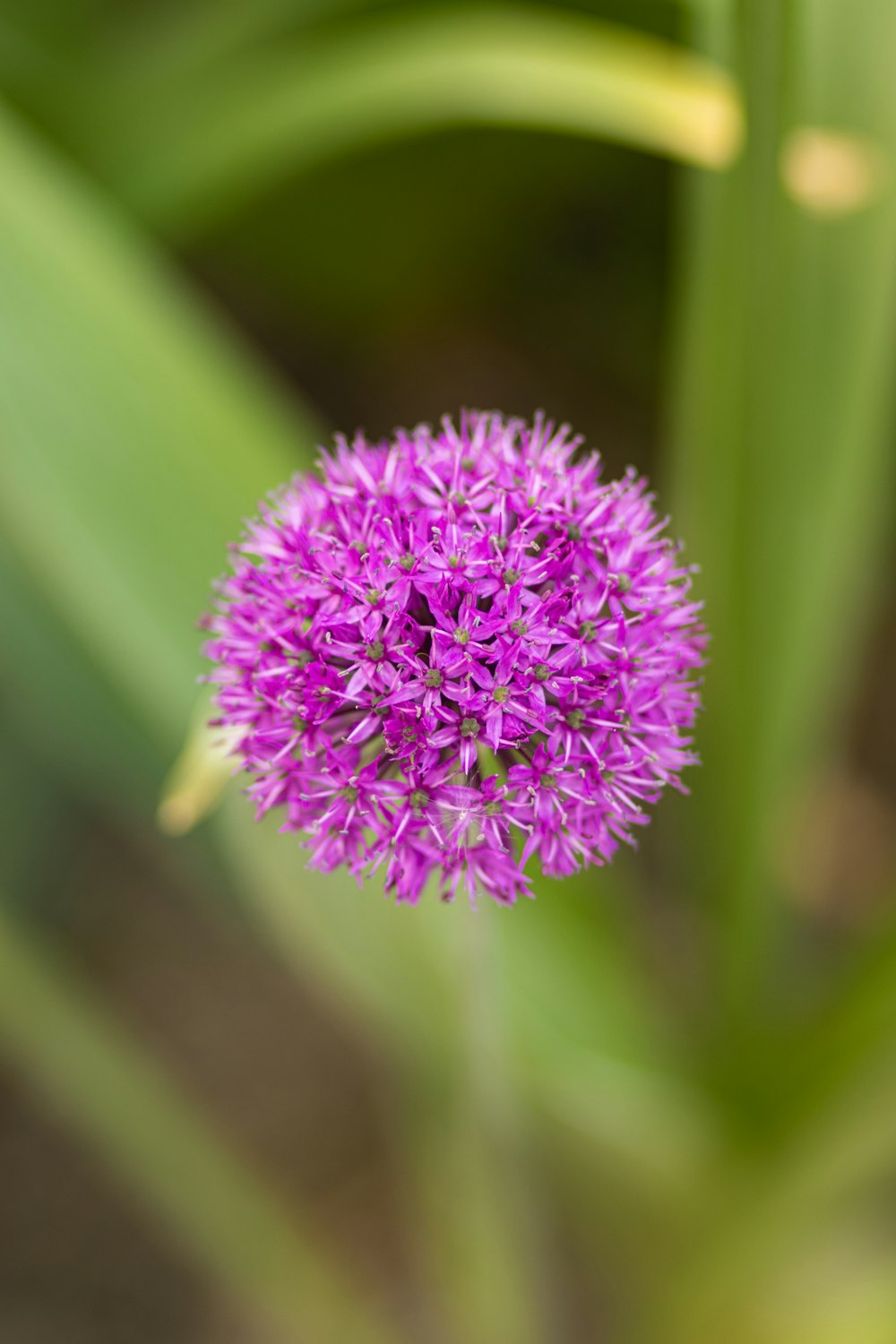 a close up of a purple flower on a plant