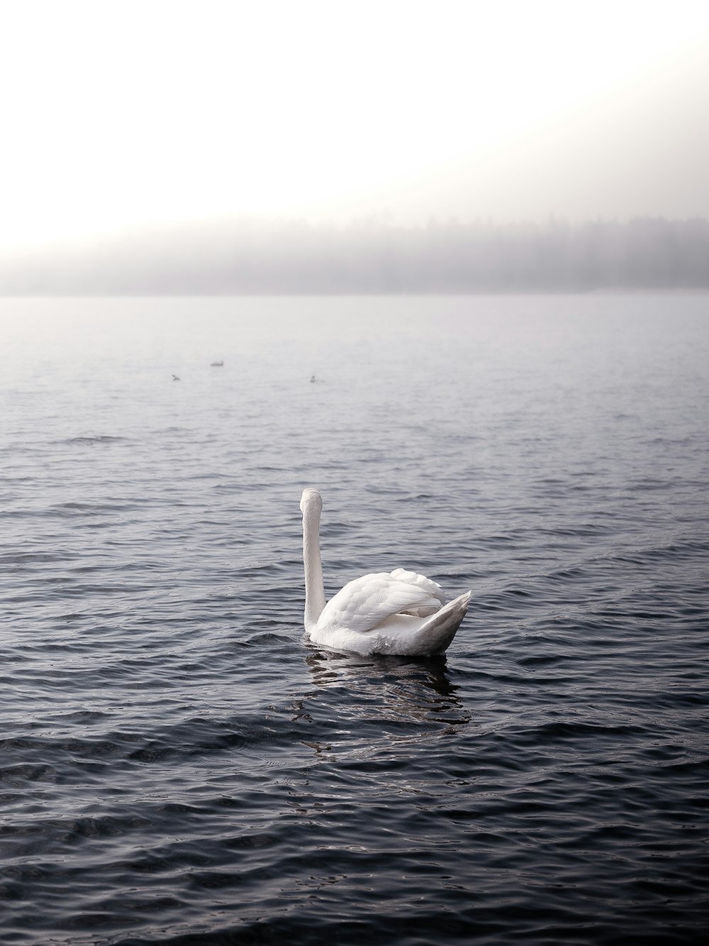 a white swan floating on top of a body of water