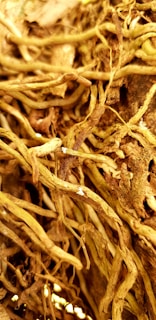 Detailed shot of Corydalis yanhusuo roots with intricate textures and earthy tones.