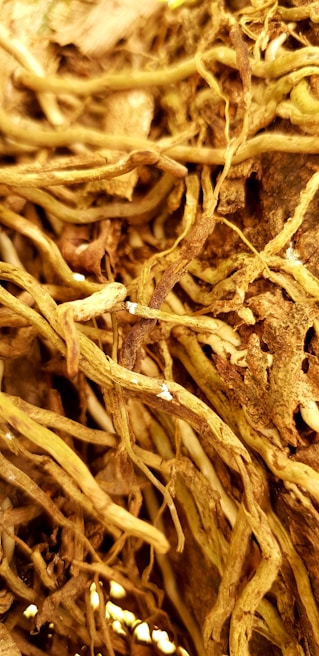 Detailed shot of Corydalis yanhusuo roots with intricate textures and earthy tones.
