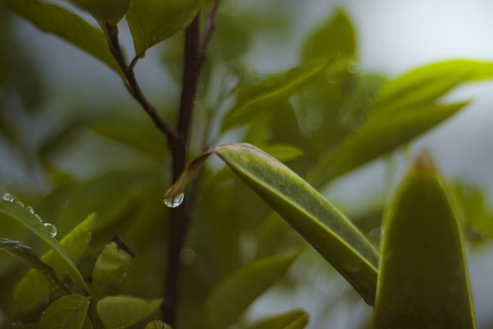 a close up of a plant with water droplets on it