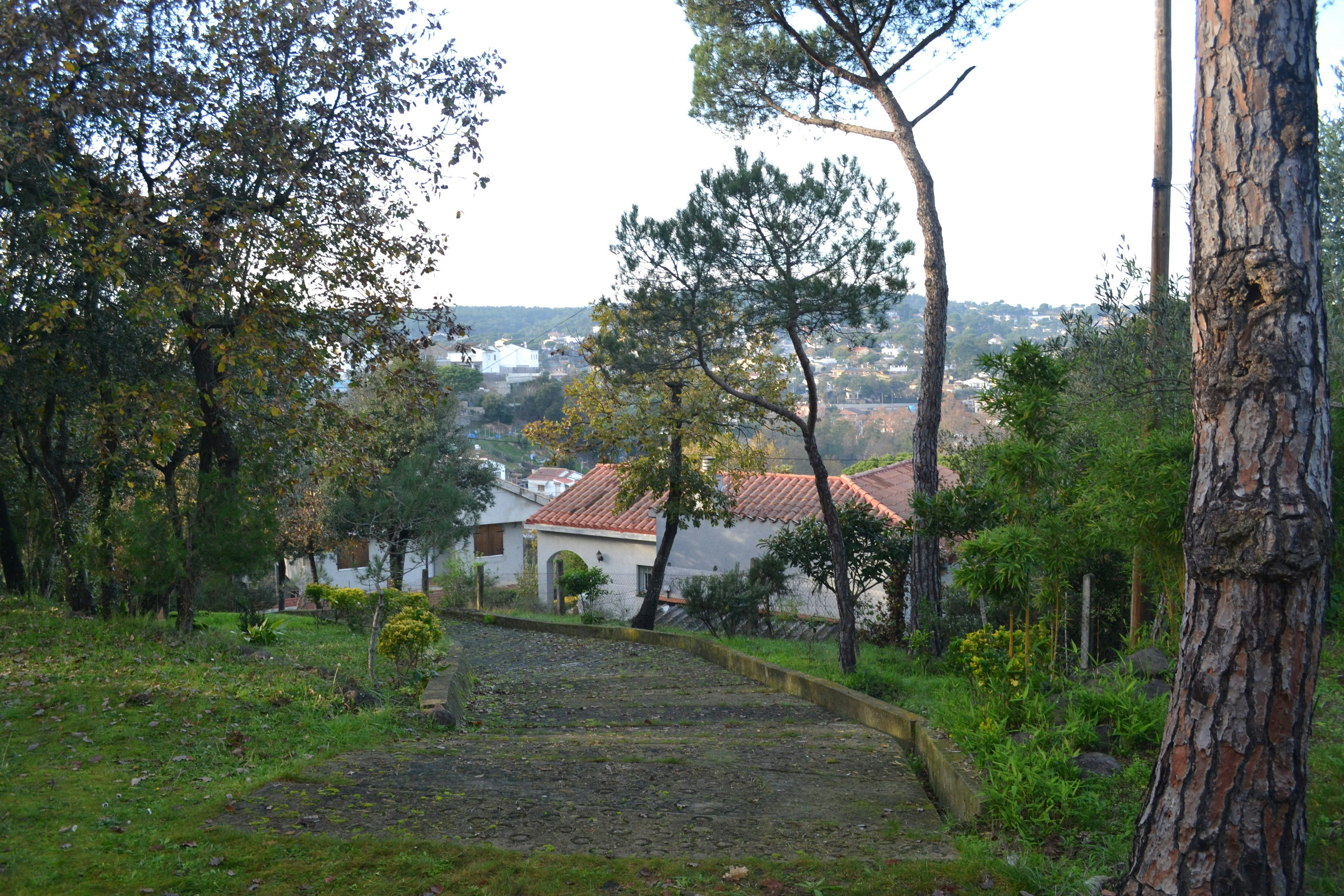 a path in the middle of a lush green park