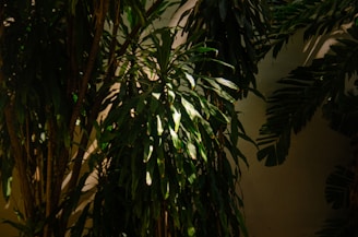 Abstract close-up of natural light filtering through leaves onto a plain wall.