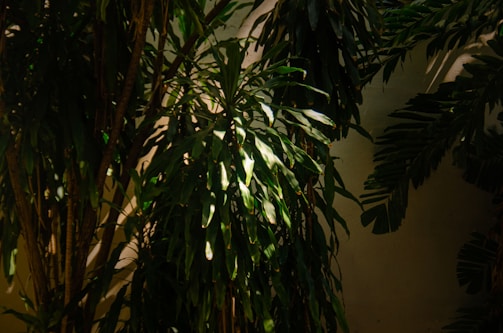 Abstract close-up of natural light filtering through leaves onto a plain wall.