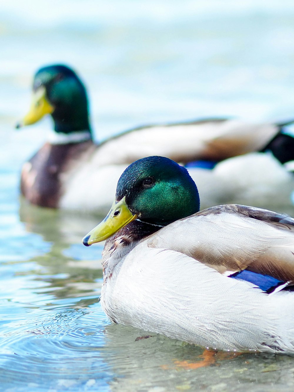 a couple of ducks floating on top of a lake