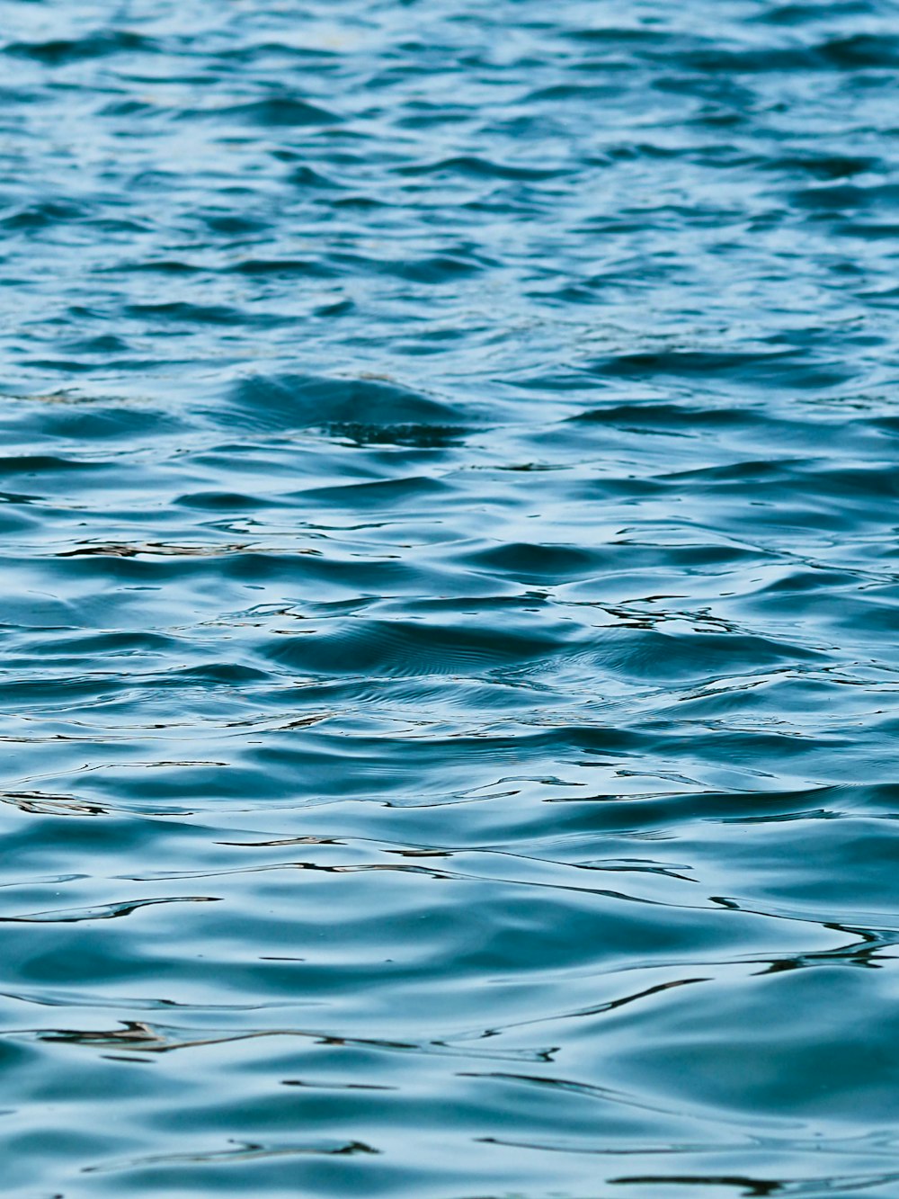 a large body of water with a bird floating on top of it