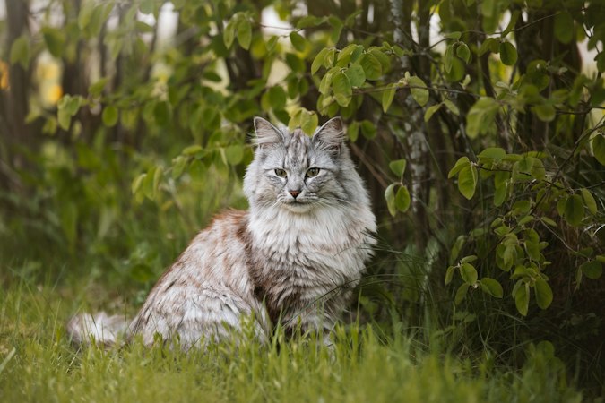Silver tabby Norwegian Forest Cat sitting on grass beneath leafy branches