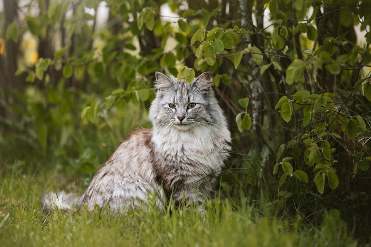 Silver tabby Norwegian Forest Cat sitting on grass beneath leafy branches
