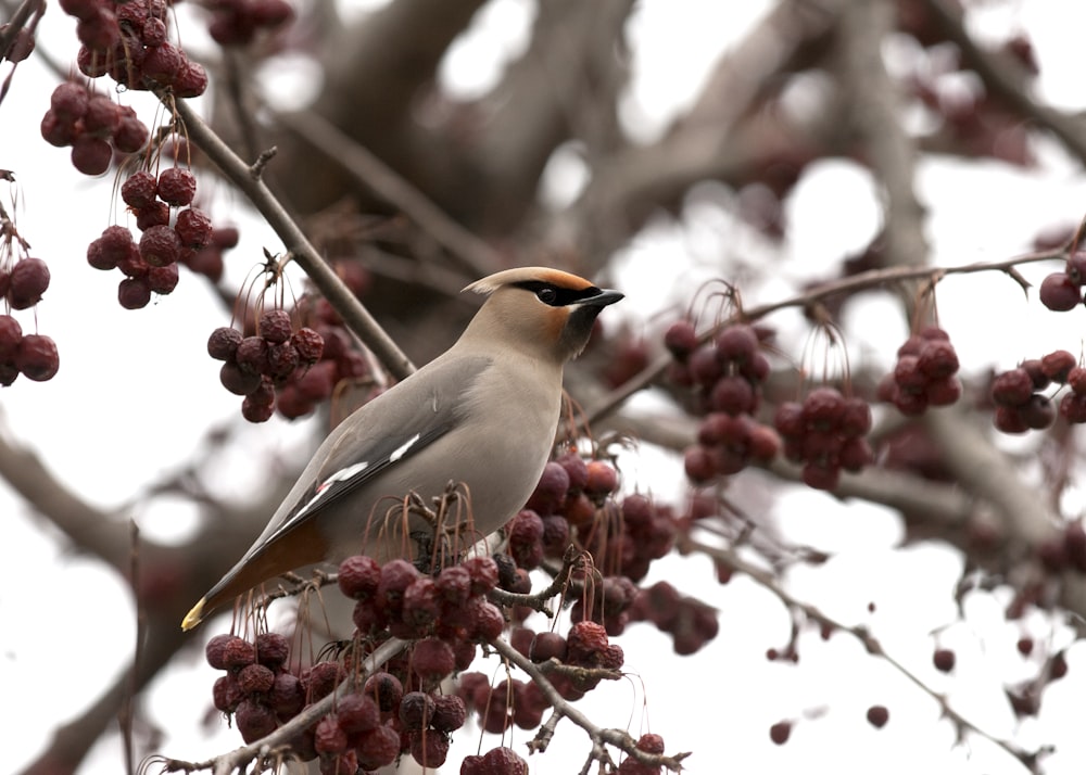 a bird is perched on a berry tree