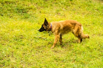 A medium-sized dog with a brown and black coat is walking through a grassy area. The dog is wearing a blue collar and is focused, appearing to be pursuing a scent in the lush green environment.