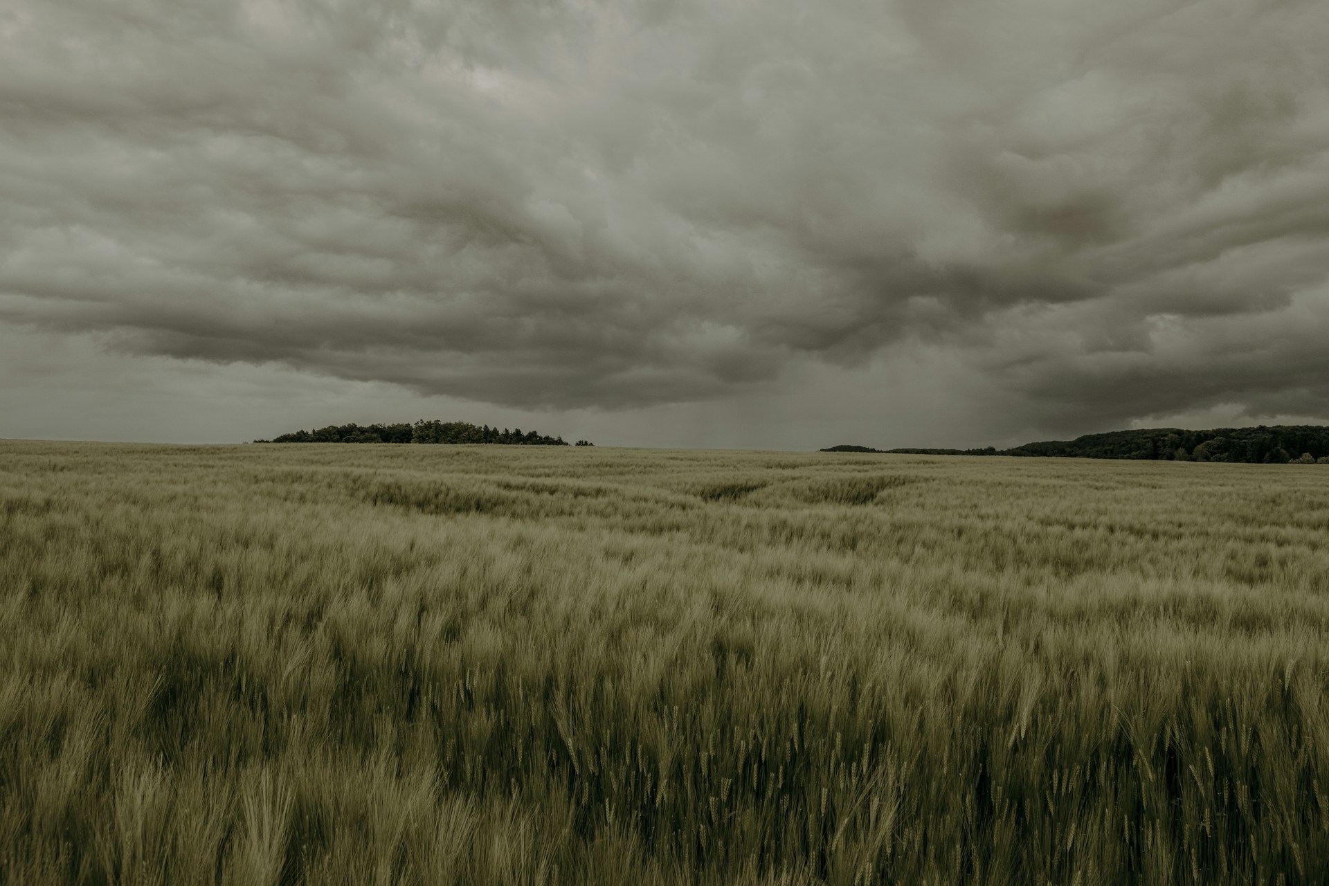 a field of wheat under a cloudy sky