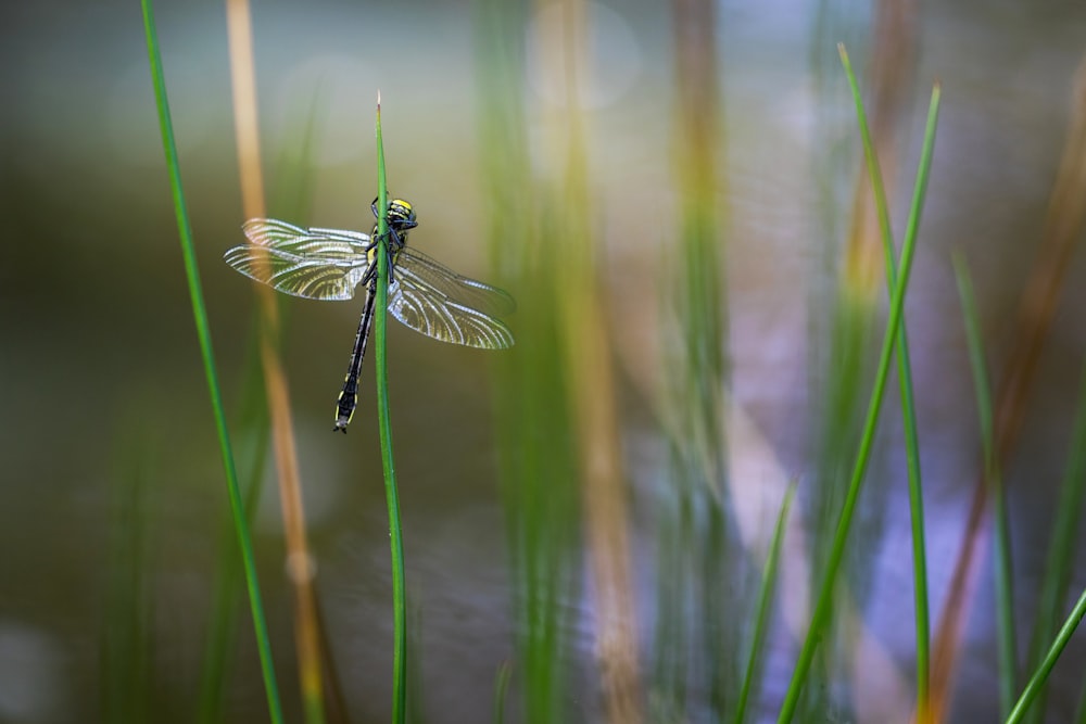 a dragonfly sitting on top of a green plant