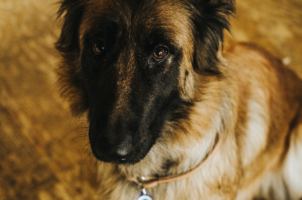 a close up of a dog on a leash