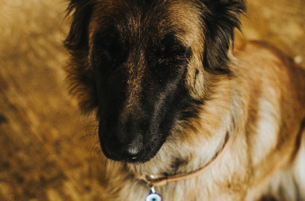 a close up of a dog on a leash