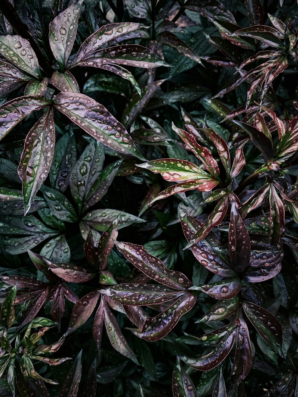 a close up of a plant with lots of leaves