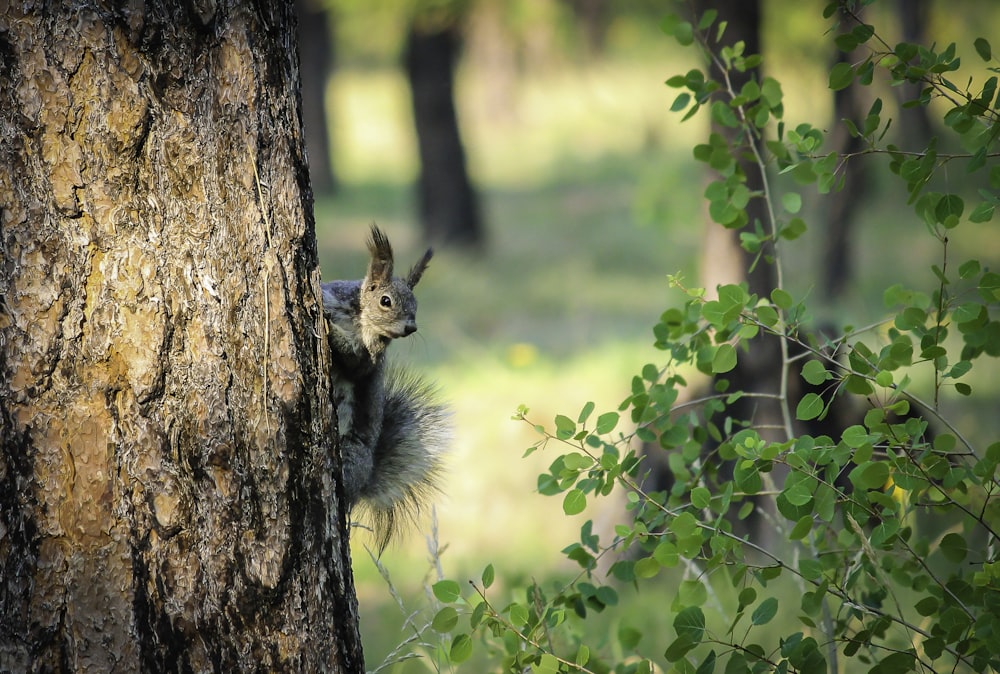 a squirrel is peeking out from behind a tree